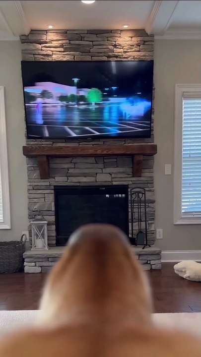 My Golden Retriever this month | #usa  #america #golden #dog #dogshorts #viral #trend