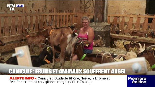 Canicule: dans les étables et dans les zoos, les animaux souffrent aussi de la chaleur