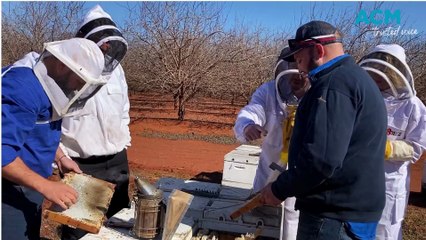 Plea for beekeeper help