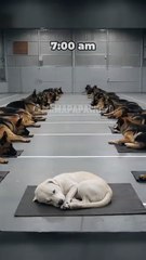 Young Brave German Shepard, 1st Day at Training Camp !