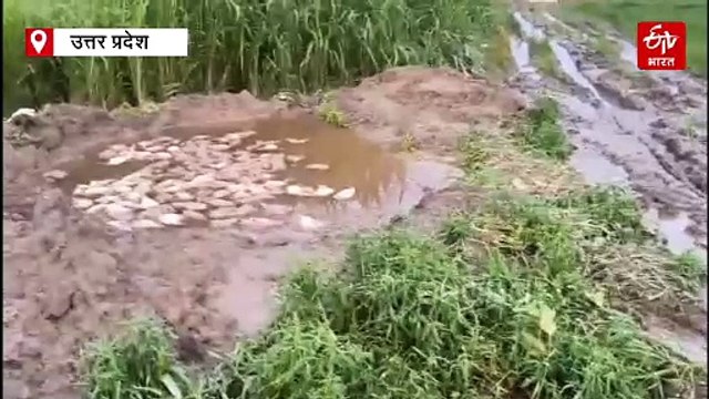 रामपुर में बर्ड फ्लू ; जिला प्रशासन ने 35 हजार मुर्गियों को मार कर दफनाया, पोल्ट्री फार्म सील