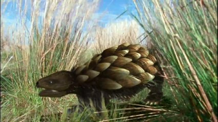 The Future Is Wild -5 -Cold Kansas Desert