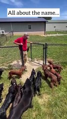 Smart dogs with a great trainer.