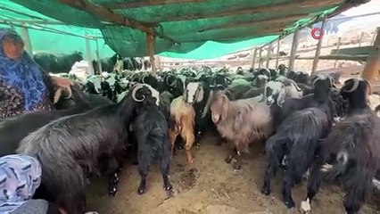 Antalya’da yüzyıllardır süren Yörük kültürü ’keçi kıl kırkımı’