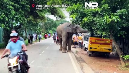 NO COMMENT: Un elefante herido visita un pueblo indio y saquea tiendas en busca de comida y agua