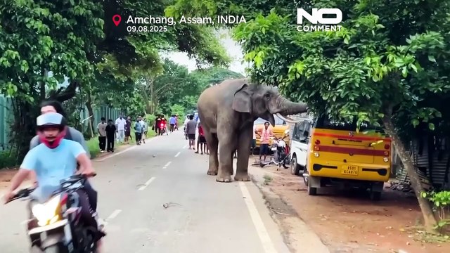 Раненый слон приходит в индийскую деревню в поисках еды и воды