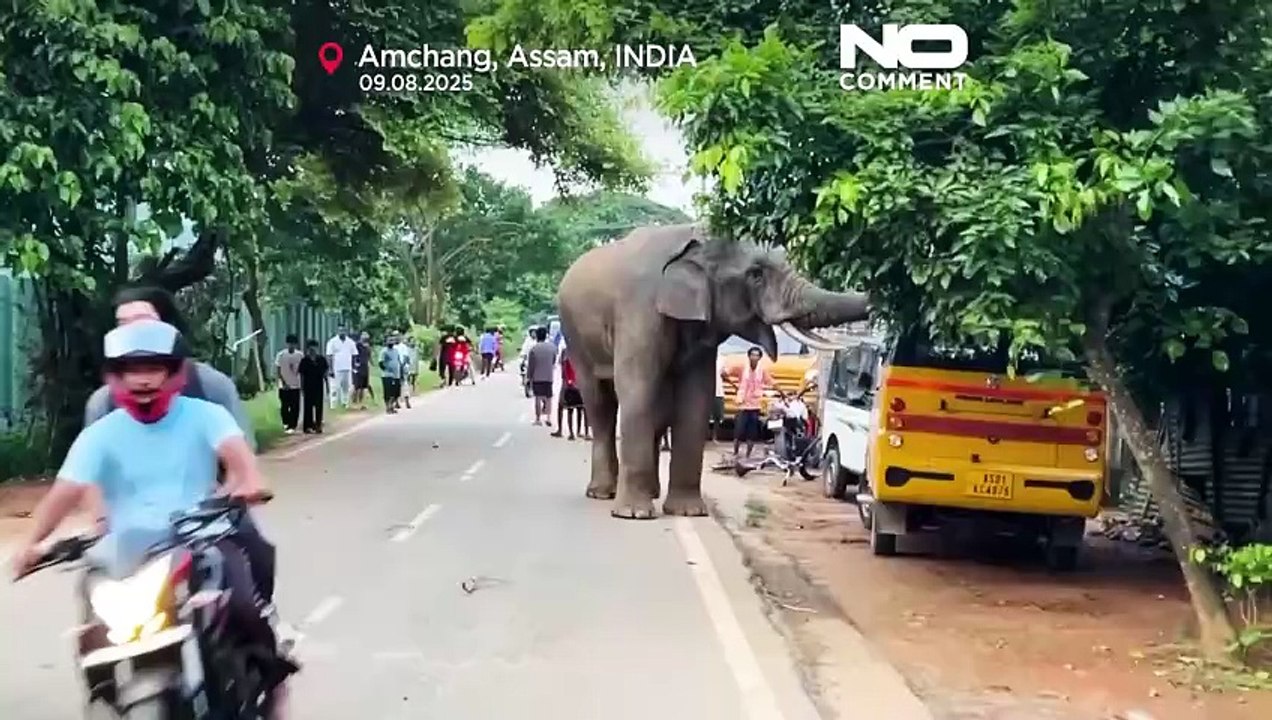 Verletzter Elefant besucht indisches Dorf wiederholt für Nahrung und Wasser