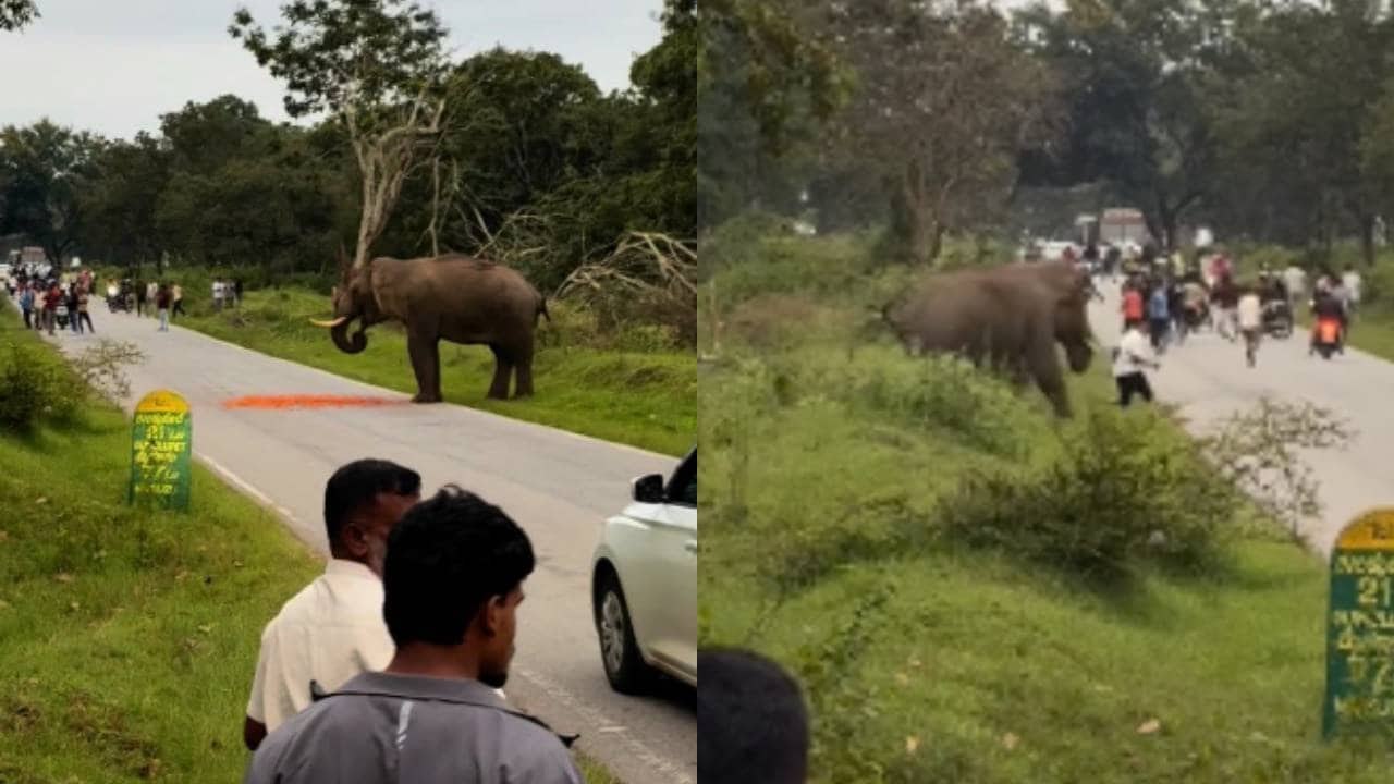 ಸೆಲ್ಫಿ ಹುಚ್ಚು, ಆನೆ ಜೊತೆ ಆಟ, ಜೀವಕ್ಕೆ ಕುತ್ತು! ಕಾಡಾನೆ ಕೆಣಕಿದವನ ಕಥೆ ಗೋವಿಂದ!
