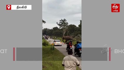 நீலகிரியில் காட்டு யானையுடன் செல்ஃபி எடுத்த சுற்றுலா பயணிக்கு 25 ஆயிரம் அபராதம்.. கர்நாடக வனத்துறை அதிரடி!