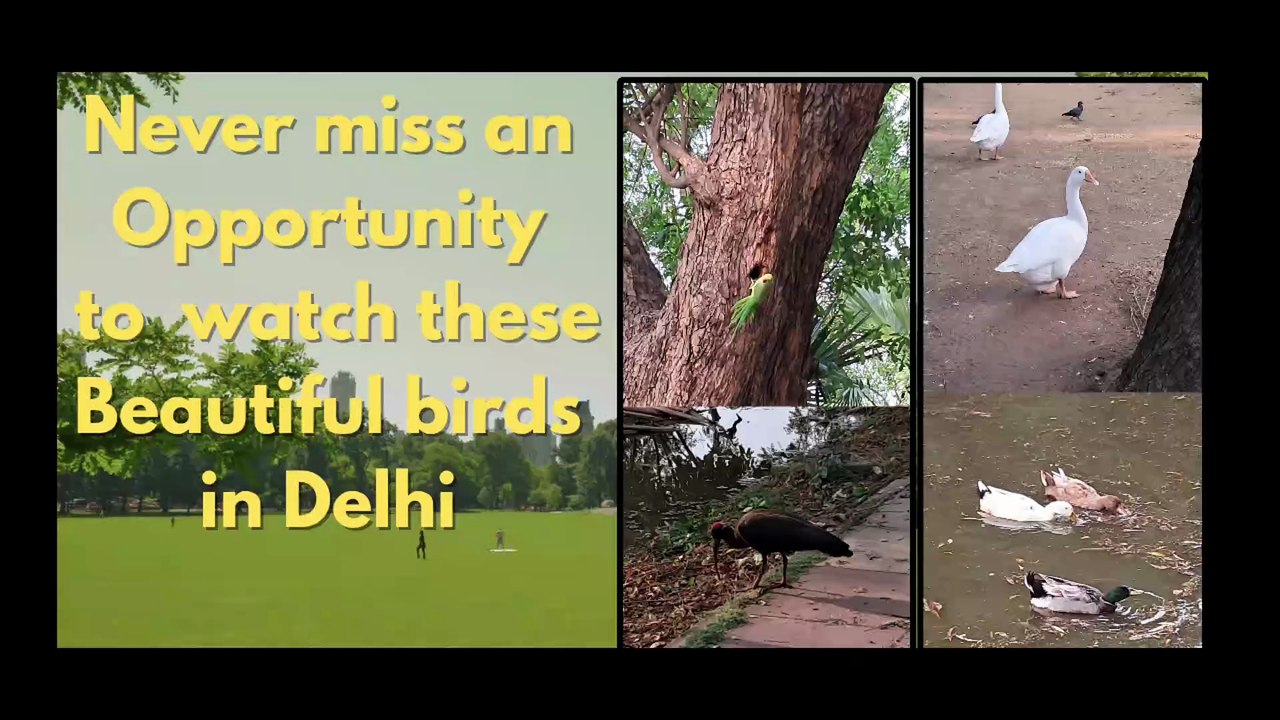 Explore nature’s wonders in the heart of the city!  #Viral #Trending #DelhiBirds #NatureLovers #BirdWatching