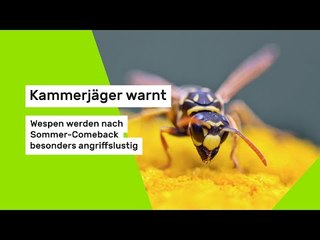 Kammerjäger warnt: Wespen werden nach Sommer-Comeback besonders angriffslustig