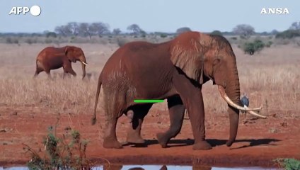 La giornata mondiale dell'elefante, una specie a rischio