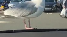 When birds are teased
