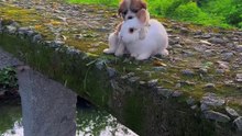 5_#cute #rabbit