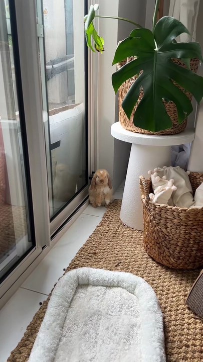 2_found this little guy hiding in the corner 🐰🐰 #RabbitsofTikTok #Bunny...