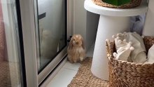 2_found this little guy hiding in the corner 🐰🐰 #RabbitsofTikTok #Bunny...