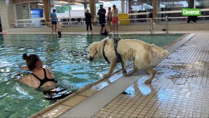 Découverte du Swimming dog à la piscine de la Spetz d'Arlon