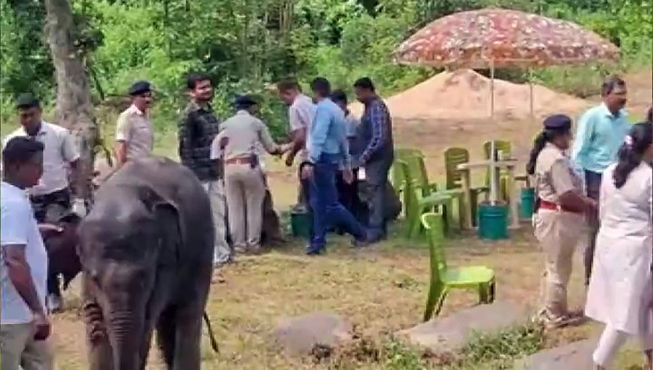 ବିଶ୍ୱ ହାତୀ ଦିବସ: ଓଡ଼ିଶାରେ ବଢିଛି ହାତୀ ସଂଖ୍ୟା, ଗଜରାଜଙ୍କୁ ନେଇ କିଛି ଅଜଣା କଥା