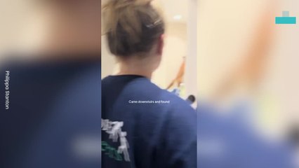 Fox Breaks Into House and Causes Chaos