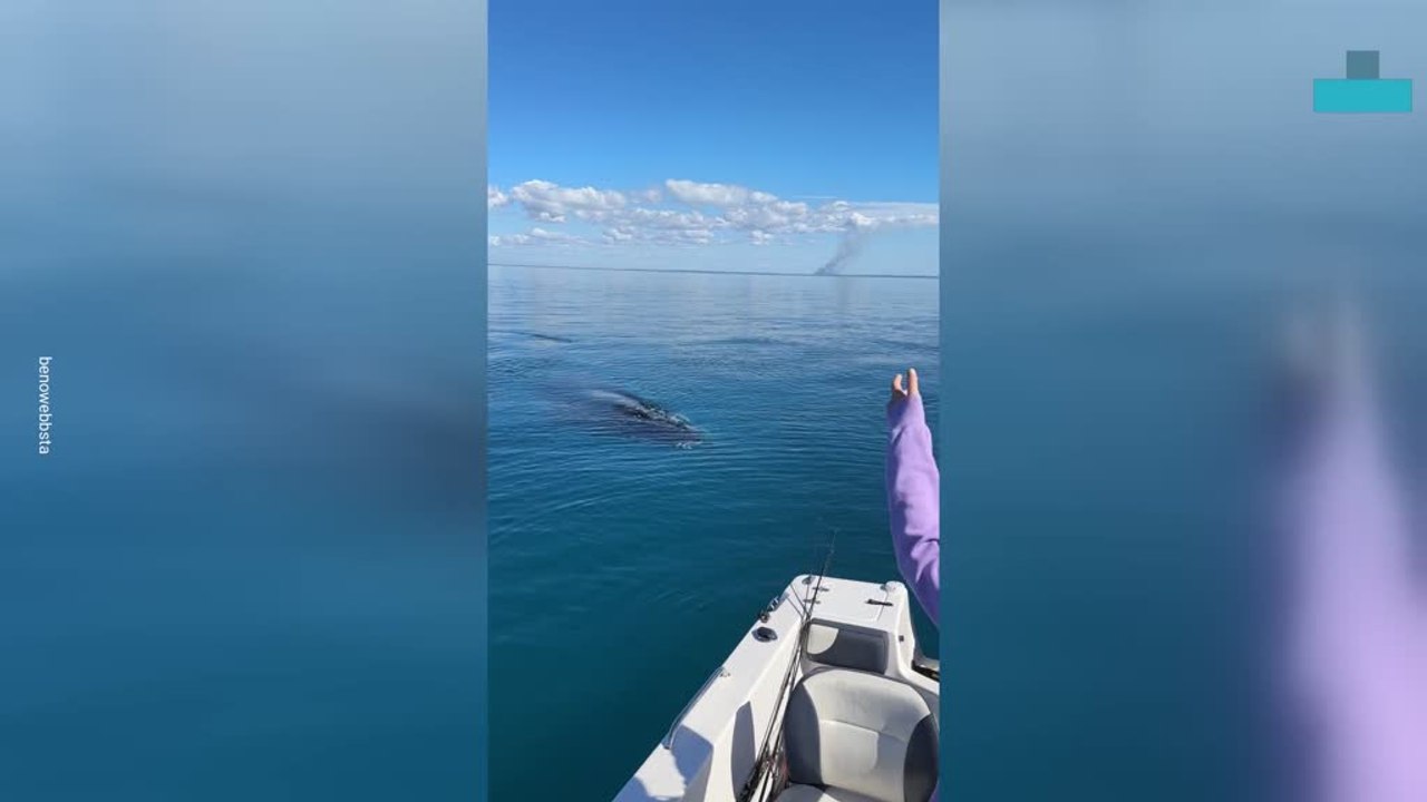 Humpback Whales Surround Man's Boat