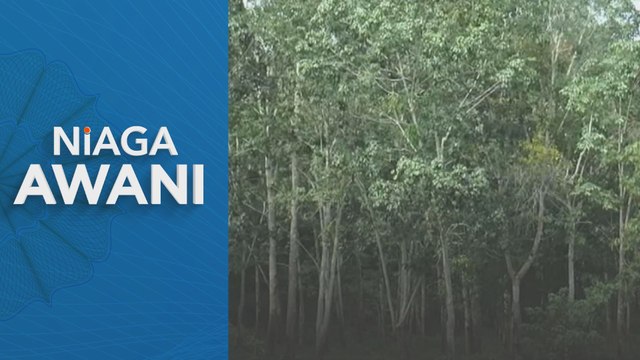 Pengeluaran getah asli Malaysia meningkat 5.9 peratus pada Jun 2025 - DOSM