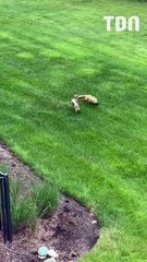 Un faon croit jouer avec un renard… jusqu’à ce que sa maman intervienne pour le sauver