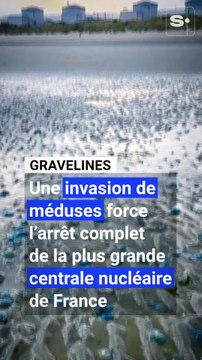 Une invasion de méduses cause l'arrêt de la plus grande centrale nucléaire d'Europe, près de la frontière belge