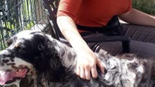 Ella adoptó un perro mientras luchaba contra el cáncer.
