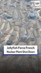 Jellyfish Force French  Nuclear Plant Shut Down