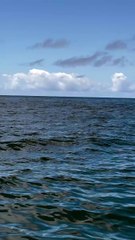 Baleias-jubarte aparecem em praia turística e impressionam pescadores; assista vídeo