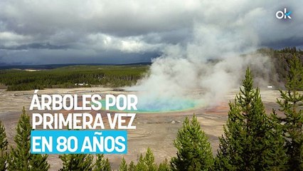 Los científicos no dan crédito: reintroducen lobos en Yellowstone y aparecen árboles por primera vez en 80 años