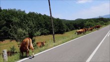 δρομοι