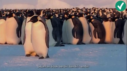 Migrasi Pinguin : Perjalanan Hebat Melawan Badai Untuk Keturunan part 4