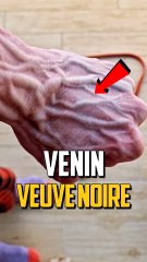 Quelle quantité de venin la Veuve Noire peut-elle produire ? 🕷️