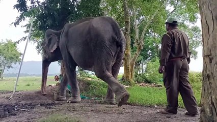 विश्व हाथी दिवस पर मिलिए काजीरंगा राष्ट्रीय उद्यान की धरोहर मोहनमाला से