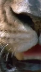 Vahşi aslanlar av oeşinde