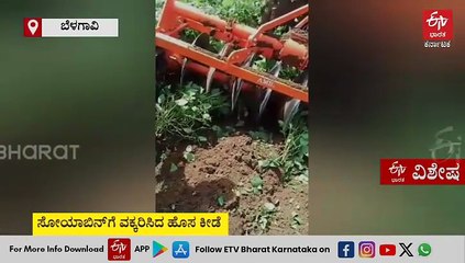 ಇದೇ ಮೊದಲ ಬಾರಿ ಸೋಯಾಬಿನ್ ಬೆಳೆಗೆ ಹೊಸ ಕೀಟಬಾಧೆ: ಬೆಳೆ ನಾಶಕ್ಕೆ ಮುಂದಾದ ರೈತರು, ಕೃಷಿ‌ ಅಧಿಕಾರಿಗಳು ಹೇಳುವುದೇನು?