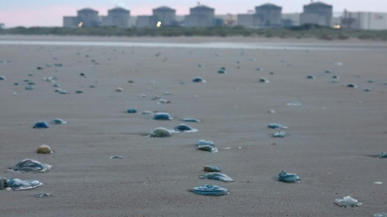 Quallen legen Atomkraftwerk in Frankreich lahm