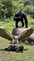 What if an Eagle Interacted with Humans and Hunted Like Never Before