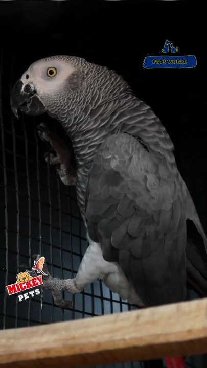 അടിപൊളി കോംഗോ ഗ്രേ പാരറ്റ് | African Grey Parrot #petsworld #greyparrot  #parrot  ഈ ഷോപ്പിന്റെ അഡ്രസ്സ് "മിക്കി  പെറ്റ്സ്" ബി‌ജെ‌പി ജില്ലാ ഓഫീസിന് സമീപം,പത്തനംതിട്ട.ഫോണ്‍ നമ്പര്‍ - 80896 90746/98463 90746Mickey Pets & Aquarium,Pathanamthitta