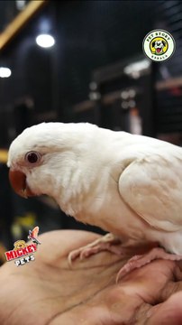 ഇണങ്ങിയ മോങ്ക് പാരറ്റ് | Fully Tamed Monk Parrot #petsworld #monkparrot #parakeets #parrot ഈ ഷോപ്പിന്റെ അഡ്രസ്സ് മിക്കി പെറ്റ്സ് ബി‌ജെ‌പി ജില്ലാ ഓഫീസിന് സമീപം,പത്തനംതിട്ട.ഫോണ്‍ നമ്പര്‍ - 80896 90746/98463 90746Mickey Pets
