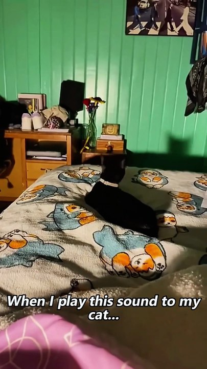 Black Cat Behavior  #fyp #foryoupage #funnycats #cutecat #catlover #meow #catlife #catmom #catdad