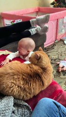 Living with a baby? I didn’t sign up for this  #fyp #foryoupage #funnycats #cutecat