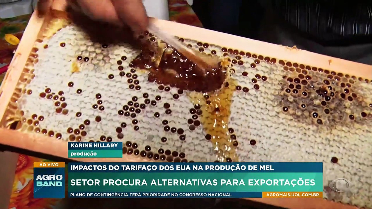 Tarifaço dos EUA: apicultores buscam alternativa para exportações