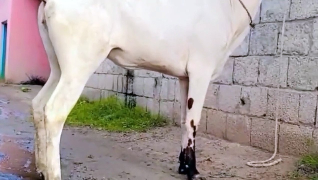 Fatehjangi Cow/Pure Breed Fatehjangi Cow/Healthy Cow/Cow for Calfs/Dhanni Bull/White Cow/Dhanni Cow