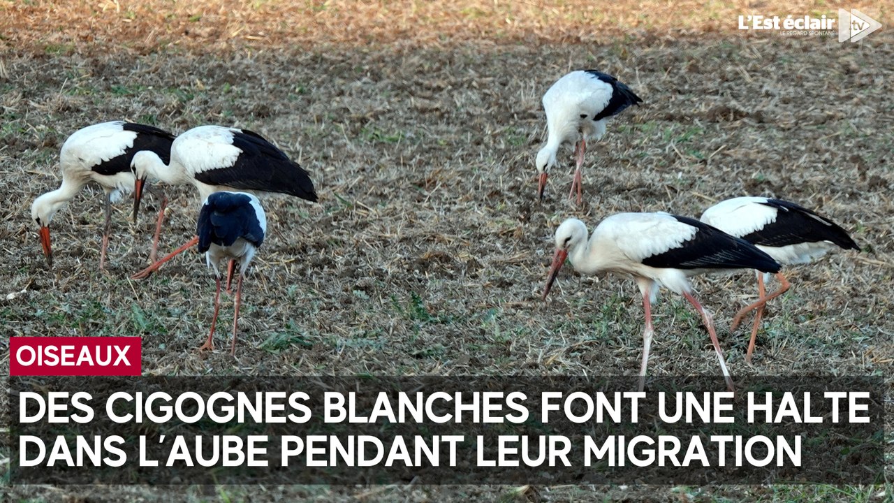 Des cigognes observées dans l’Aube en plein mois d'août