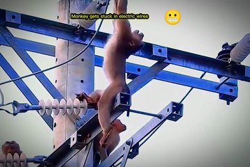 Monkey gets stuck in electric wires 🐒