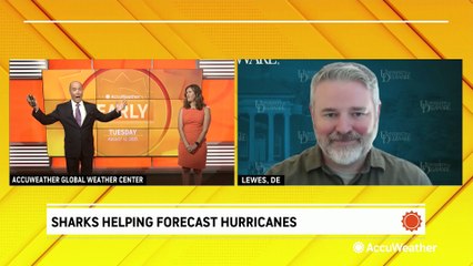How sharks help with forecasting hurricanes