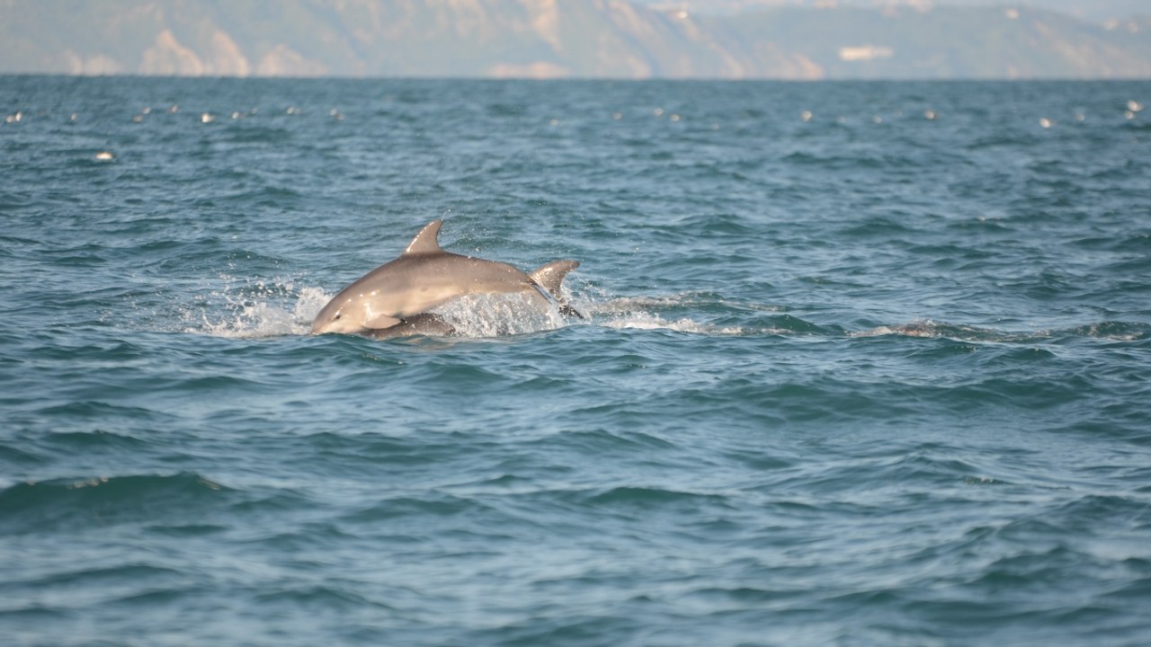 Il video dei delfini nel mare Adriatico: in viaggio con i ricercatori che li studiano al largo della Romagna