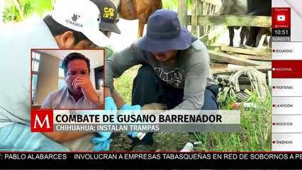 Implementan sistema de trampeo en Chihuahua para combatir al gusano barrenador